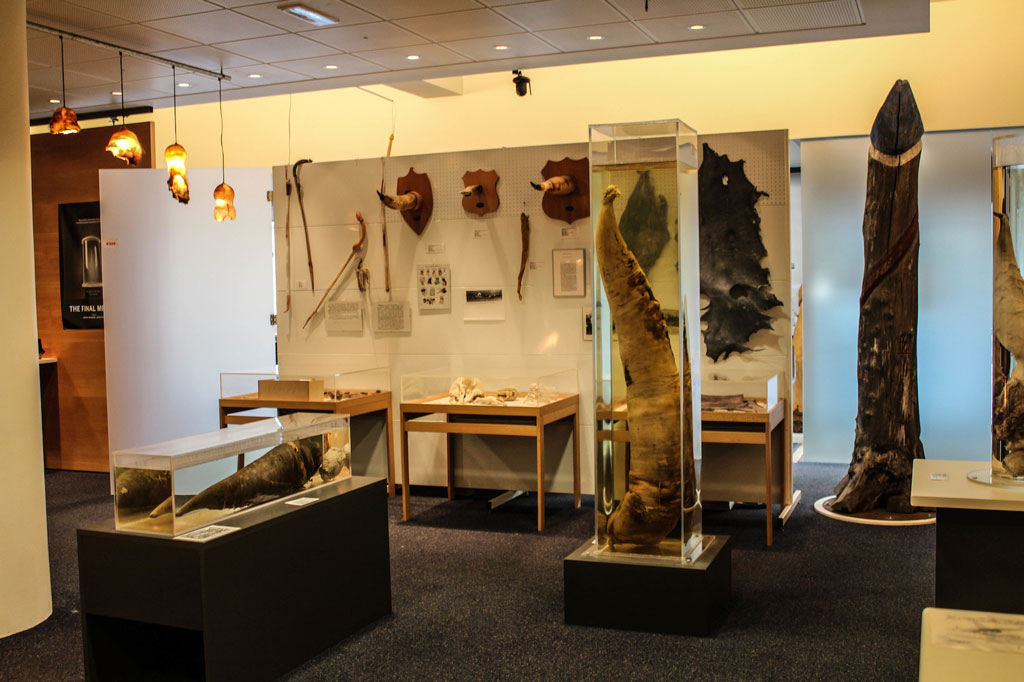 135361-المتحف-الآيسلندي-لدراسة-الجهاز-التناسلي-لذكور-الحيوانات.jpg