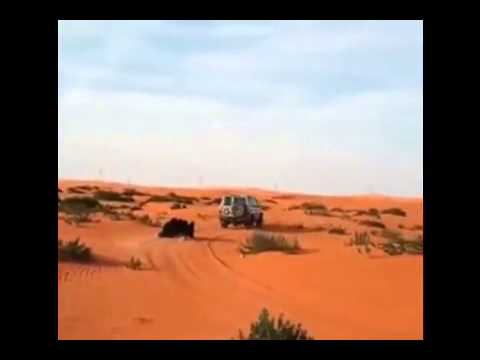 ميداني