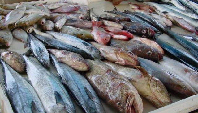 اسعار السمك اليوم في مصر