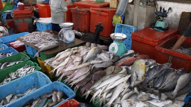 أسعار الاسماك اليوم في مصر