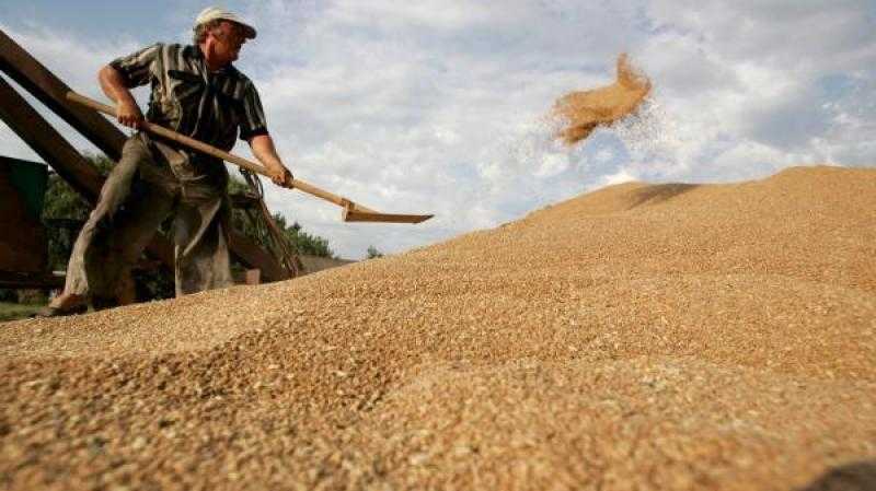 مصر تخطط لإرسال مبعوثين زراعيين للموانئ الأوكرانية لفحص القمح المقرر استيراده