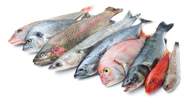 أسعار الأسماك و المأكولات البحرية اليوم الخميس 4 أغسطس 2022