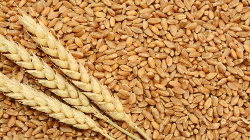أسعار الأرز صباح اليوم الخميس في مصر