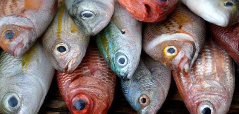 اسعار الأسماك في الأسواق اليوم الخميس 1 ديسمبر