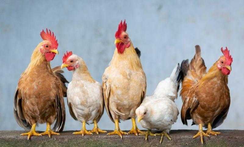أسعار الدواجن في مصر اليوم الاثنين 22 مايو 2023