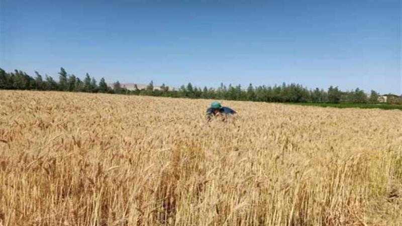 عاجل.. الزراعة تحذر من ارتفاع درجات الحرارة الأسبوع الجاري وتنصح بتأجيل حصاد القمح